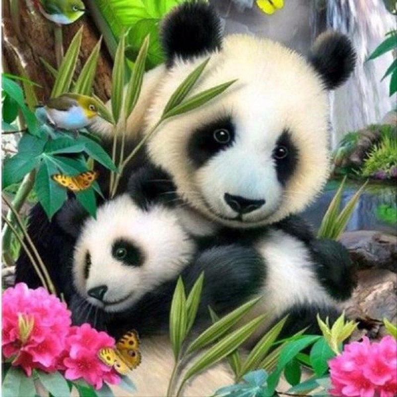 Famille De Panda - 5...
