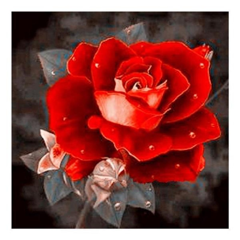 Jolies Roses Rouges ...