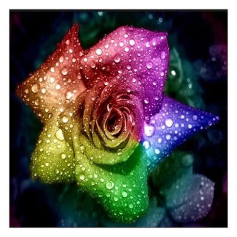 Roses Romantiques Co...