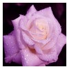 Série Rose Jolies Roses De Diverse Taille - 5D Kit Broderie Diamants/Diamond Painting