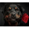 2019 Chien Rottweiler Et Une Rose - 5D Kit Broderie Diamants/Diamond Painting