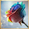 Roses Romantiques Colorées - Kit Broderie Diamants/Diamond Painting