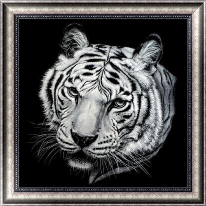 Tigre Noir Et Blanc ...