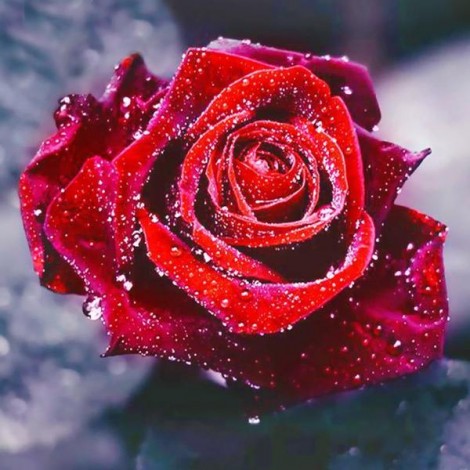 2019 Fleur Rose Rouge - 5D Kit Broderie Diamants/Diamond Painting